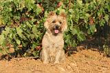 CAIRN TERRIER 031